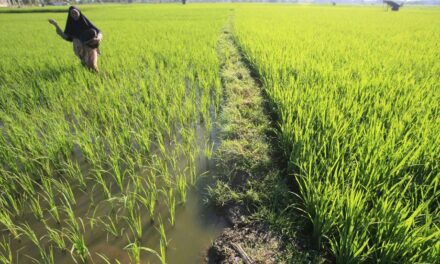 Η ΕΕ οφείλει να προστατεύσει τη δική της παραγωγή ρυζιού και τους αγρότες της