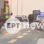 Αναστάτωση από αγελάδα που έτρεχε ανάμεσα σε οχήματα στην Εθνική Οδό (βίντεο)