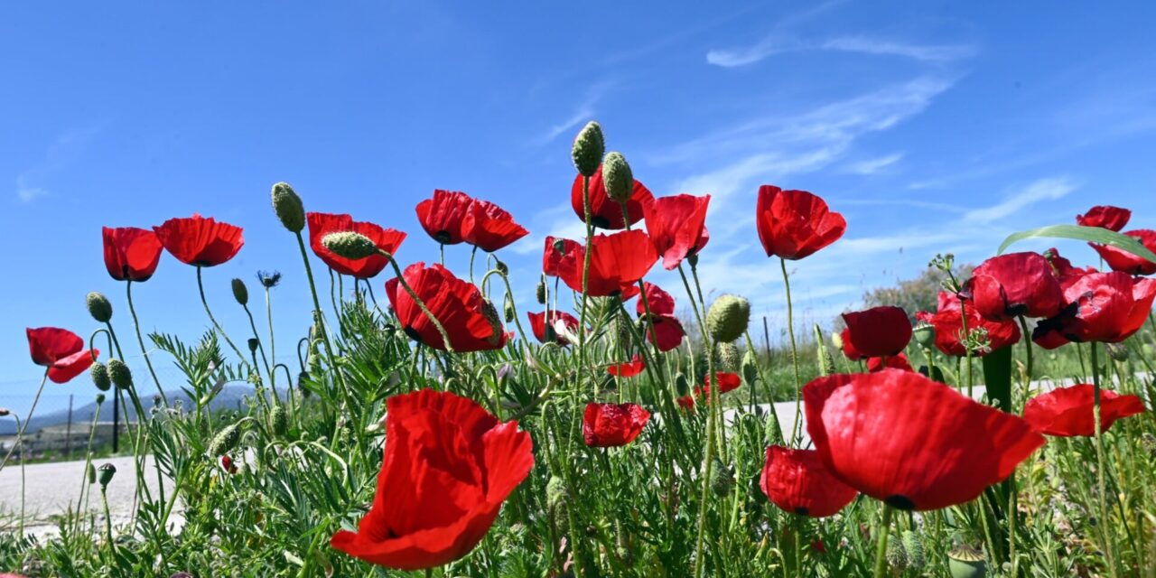 Καιρός: Σχεδόν αίθριος με λίγες νεφώσεις