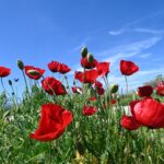 Καιρός: Σχεδόν αίθριος με λίγες νεφώσεις