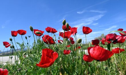 Καιρός: Σχεδόν αίθριος με λίγες νεφώσεις