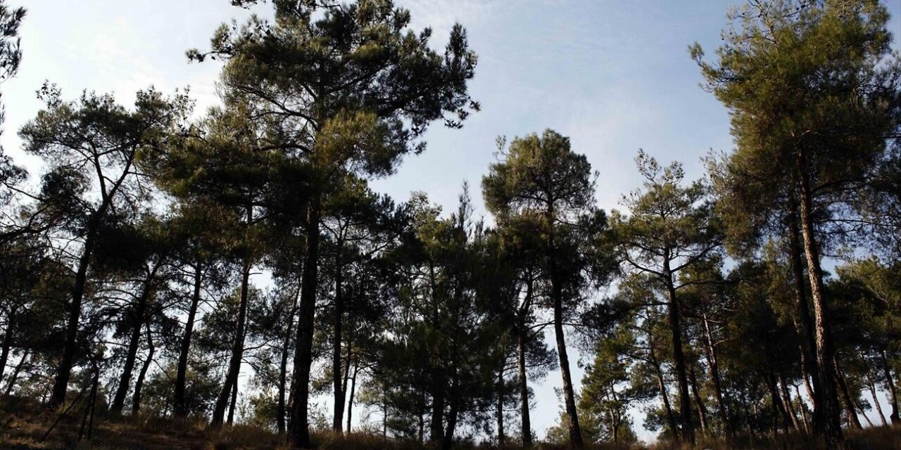 Ενημερωτική καμπάνια για τον καθαρισμό οικοπέδων και την πρόληψη πυρκαγιών