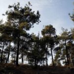 Ενημερωτική καμπάνια για τον καθαρισμό οικοπέδων και την πρόληψη πυρκαγιών