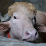 O βούβαλος «Ντόναλντ Τραμπ» γλύτωσε στο παρά πέντε την θυσία