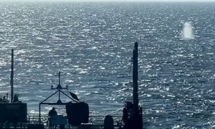 Δεν κατάφερε να ζήσει η φάλαινα που είχε εξοκείλει στην Γερμανία παρά την απελευθέρωσή της