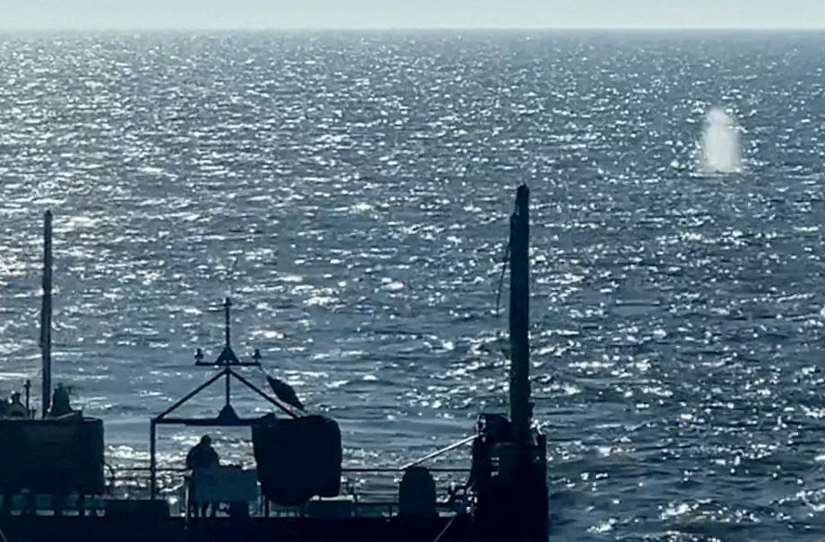 Δεν κατάφερε να ζήσει η φάλαινα που είχε εξοκείλει στην Γερμανία παρά την απελευθέρωσή της