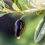 «Ελαιοκομικός Τομέας: Προβλήματα και Προοπτικές» – Συνέδριο της Επιστημονικής Εταιρείας Εγκυκλοπαιδιστών Ελαιοκομίας
