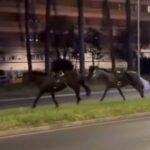 Εκτός ελέγχου σε λεωφόρο της Ρώμης άλογα που επρόκειτο να πάρουν μέρος σε παρέλαση (Βίντεο)