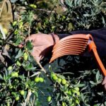 3ο ELIA Lesvos Confest: Η Λέσβος επιστρέφει στο επίκεντρο της διεθνούς ελαιοκομίας