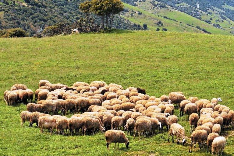 Το πρώτο βήμα για την επόμενη ημέρα της κτηνοτροφίας οι ηλεκτρονικοί βώλοι – «Ανάσα» με νέα ενίσχυση για τους κτηνοτρόφους της Λέσβου
