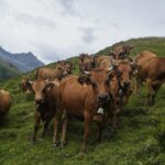 Eurostat: Μειώνεται το ζωικό κεφάλαιο στην ΕΕ