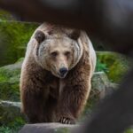 Ζημιές από αρκούδα στην Ασβεστόπετρα Εορδαίας