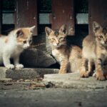 Σύλληψη και 270.000 ευρώ πρόστιμα για γατάκια που εγκατέλειψε
