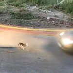 Ταυτοποιήθηκε η οδηγός που παρέσυρε σκόπιμα το σκυλάκι