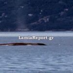 Φάλαινα 9 μέτρων έκανε βόλτες ανοιχτά του Θεολόγου στον Βόρειο Ευβοϊκό (βίντεο)