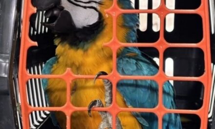 Τι «ξετρύπωσαν» «Hant», «Camora», «Elvis» και ελεγκτές της ΑΑΔΕ