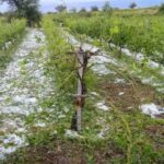 ΥΠΑΑΤ: Νομοθετική παρέμβαση για τη στήριξη των παραγωγών που επλήγησαν από τα ακραία καιρικά φαινόμενα του Ιουλίου