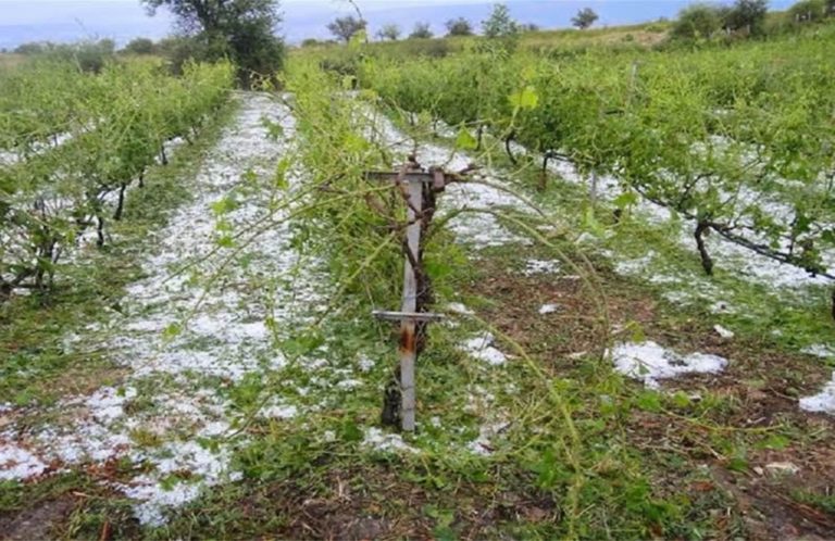 ΕΛΓΑ: Ξεκίνησαν οι καταγραφές ζημιών από το χαλάζι σε Θεσσαλία και Στερεά Ελλάδα – Έρχεται αποζημίωση στο 100% και ταχύτερες πληρωμές