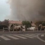 Η μεγάλη φυγή των αλόγων καθώς οι φλόγες πλησιάζουν (βίντεο)