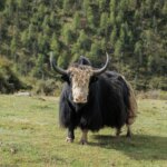 Η Κίνα δημιουργεί μια νέα γενιά «ελίτ» κλωνοποιημένων γιακ – Γιατί το κάνει