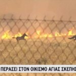 Σώθηκαν τα άλογα που έτρεχαν για να ξεφύγουν από τις φλόγες (βίντεο)