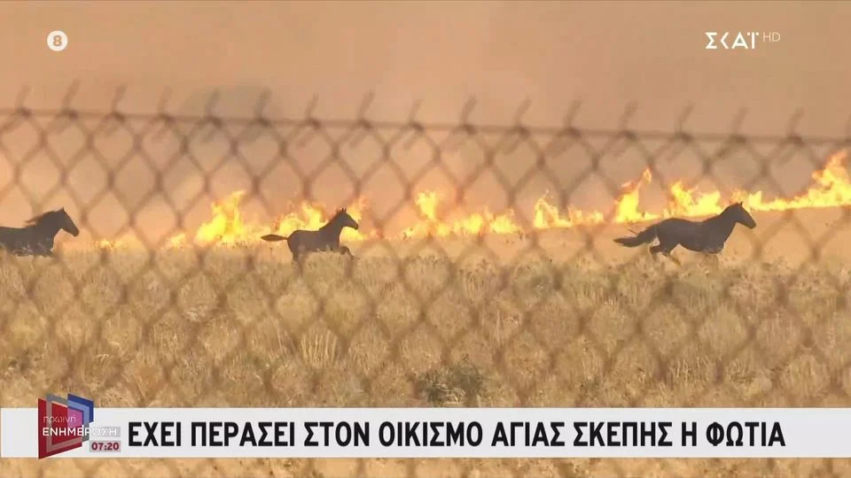 Σώθηκαν τα άλογα που έτρεχαν για να ξεφύγουν από τις φλόγες (βίντεο)