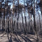 Η εξάπλωση της φωτιάς σε Κιθαιρώνα και Πόρτο Γερμενό