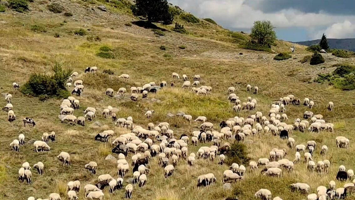 Νέα ψηφιακή εποχή στις δηλώσεις ΟΣΔΕ: Μέσω «myAGRO» η ενιαία αίτηση ενίσχυσης