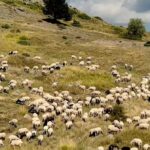 Νέα ψηφιακή εποχή στις δηλώσεις ΟΣΔΕ: Μέσω «myAGRO» η ενιαία αίτηση ενίσχυσης