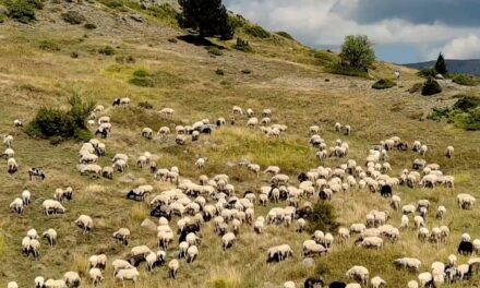 Νέα ψηφιακή εποχή στις δηλώσεις ΟΣΔΕ: Μέσω «myAGRO» η ενιαία αίτηση ενίσχυσης