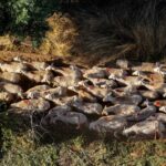 Έκτακτα μέτρα για την καταστολή της διασποράς της ζωονόσου στην Καστοριά