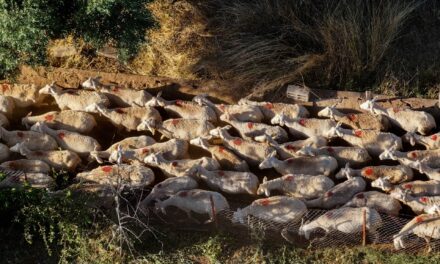 Έκτακτα μέτρα για την καταστολή της διασποράς της ζωονόσου στην Καστοριά